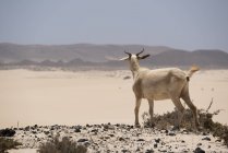 Chèvre marchant sur les collines dans le désert de Fuerteventura, Îles Canaries — Photo de stock