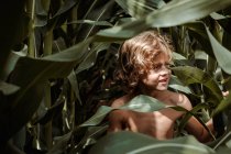 Маленький мальчик ходит среди кукурузного поля — стоковое фото