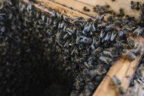 Closeup of honeybee swarm working in hive — Stock Photo
