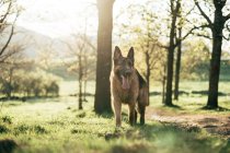 Cane divertente in piedi in campo — Foto stock