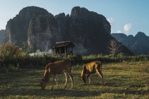 Корови обклеюють на лузі біля дерев'яної хатини зі скелями на фоні — стокове фото