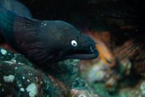 Black moray eel, fuerteventura canary islands — Stock Photo