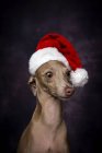 Cão de galgo italiano em chapéu de Papai Noel no fundo escuro — Fotografia de Stock