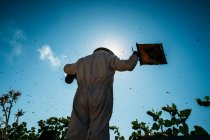 Apicultor trabalhando coletar mel — Fotografia de Stock
