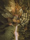 Мальовничий зелений ліс і сільська дорога — стокове фото