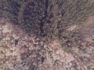 Vista deslumbrante de drones de pequenas casas em pé na clareira perto da magnífica floresta nas Astúrias, Espanha — Fotografia de Stock