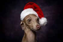 Cão no chapéu de Papai Noel no fundo escuro — Fotografia de Stock