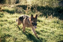 Lustiger Hund steht im Feld — Stockfoto