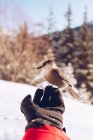 Crop hand of traveler with glove with little wild bird in nature with snow and sunlight on background, Canada — Stock Photo
