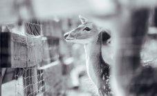 Close-up of deer standing at cage in zoo — Stock Photo