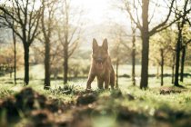 Смешная собака стоит в поле — стоковое фото