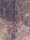 Vista mozzafiato drone di piccole case in piedi sulla radura nei pressi di una magnifica foresta nelle Asturie, Spagna — Foto stock