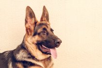German shepherd with tongue out looking away on white background — Stock Photo