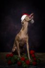 Italienischer Windhund mit Weihnachtsmann-Hut und herausragender Zunge auf dunklem Hintergrund mit Weihnachtsdekoration — Stockfoto