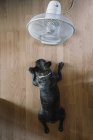 Cane bulldog francese di fronte a ventilatore d'aria sul pavimento in legno — Foto stock