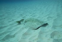 Marbled electric ray, fuerteventura canary islands — Stock Photo