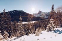 Vista di boschi di conifere tranquilli innevati in terreno con gamma di montagne pittoresche sotto cielo blu — Foto stock