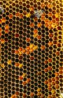 Gros plan de occupé abeille domestique travaillant sur nid d'abeille — Photo de stock