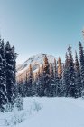 Estrada nevada no Canadá — Fotografia de Stock