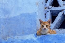 Chat couché sur la rue de Chaouen, ville bleue du Maroc — Photo de stock