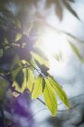 Green leaves of tree — Stock Photo