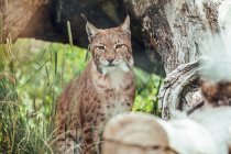 Lynx brun assis à la bûche dans la réserve naturelle — Photo de stock