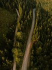 Routes rurales asphaltées dans les bois verts — Photo de stock