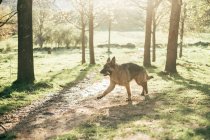 Cão engraçado em pé no campo — Fotografia de Stock