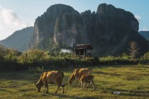Cows pasturing on meadow near wooden hut with cliffs on background — Stock Photo
