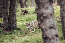 Junger Wolf wandert zwischen Bäumen im Reservat — Stockfoto