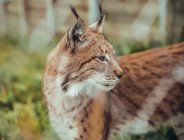 Gros plan du lynx debout dans la nature et regardant ailleurs — Photo de stock