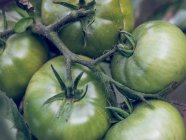Nahaufnahme von grünen Tomaten, die auf Zweigen im Garten wachsen — Stockfoto