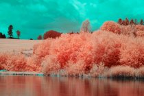 Grove coperto di alberi con fogliame lussureggiante vicino tranquillo lago tranquillo sullo sfondo del cielo nuvoloso — Foto stock
