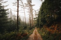 Ländlicher Weg im ruhigen grünen Wald bei Tageslicht — Stockfoto