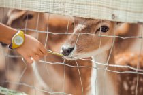Primo piano di mano che tira a cervo a gabbia in zoo — Foto stock