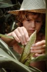 Вид на урожай концентрированного ребенка в соломенной шляпе, чистящей свежую кукурузу — стоковое фото