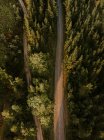 Асфальтируйте сельские дороги в зеленых лесах — стоковое фото