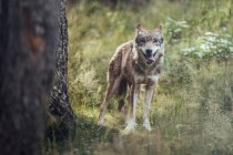 Jovem lobo em pé na grama na reserva e olhando para a câmera — Fotografia de Stock