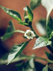 Крупный план маленького белого цветущего цветка на зеленом стебле растения — стоковое фото