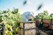 Пчеловод собирает мед — стоковое фото