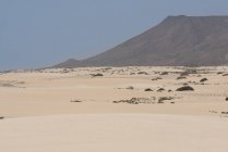 Растительность на песчаной равнине с горами на Канарских островах — стоковое фото
