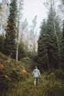 Photographe marchant sur le sentier dans la forêt verte — Photo de stock