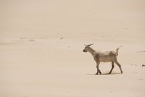 Коза ходит по песку в пустыне Фуэртевентура, Канарские острова — стоковое фото