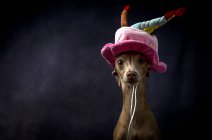 Mignon chien de lévrier italien dans un drôle de chapeau d'anniversaire sur fond noir — Photo de stock