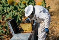 L'apicoltore che lavora raccoglie il miele — Foto stock