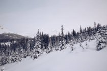Cubierto en el bosque de nieve con muchos árboles con montañas pintorescas y cielo nublado en el fondo - foto de stock