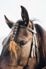Крупный план лошади в узде с плетеными кобыльими волосами, смотрящей в камеру — стоковое фото