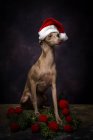 Cão de galgo italiano em chapéu de Papai Noel no fundo escuro com decorações de Natal — Fotografia de Stock