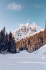 Vue sur les bois de conifères enneigés tranquilles dans un terrain avec une gamme de montagnes pittoresques sous le ciel bleu — Photo de stock