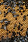 Closeup of busy honey bees working on honeycomb — Stock Photo